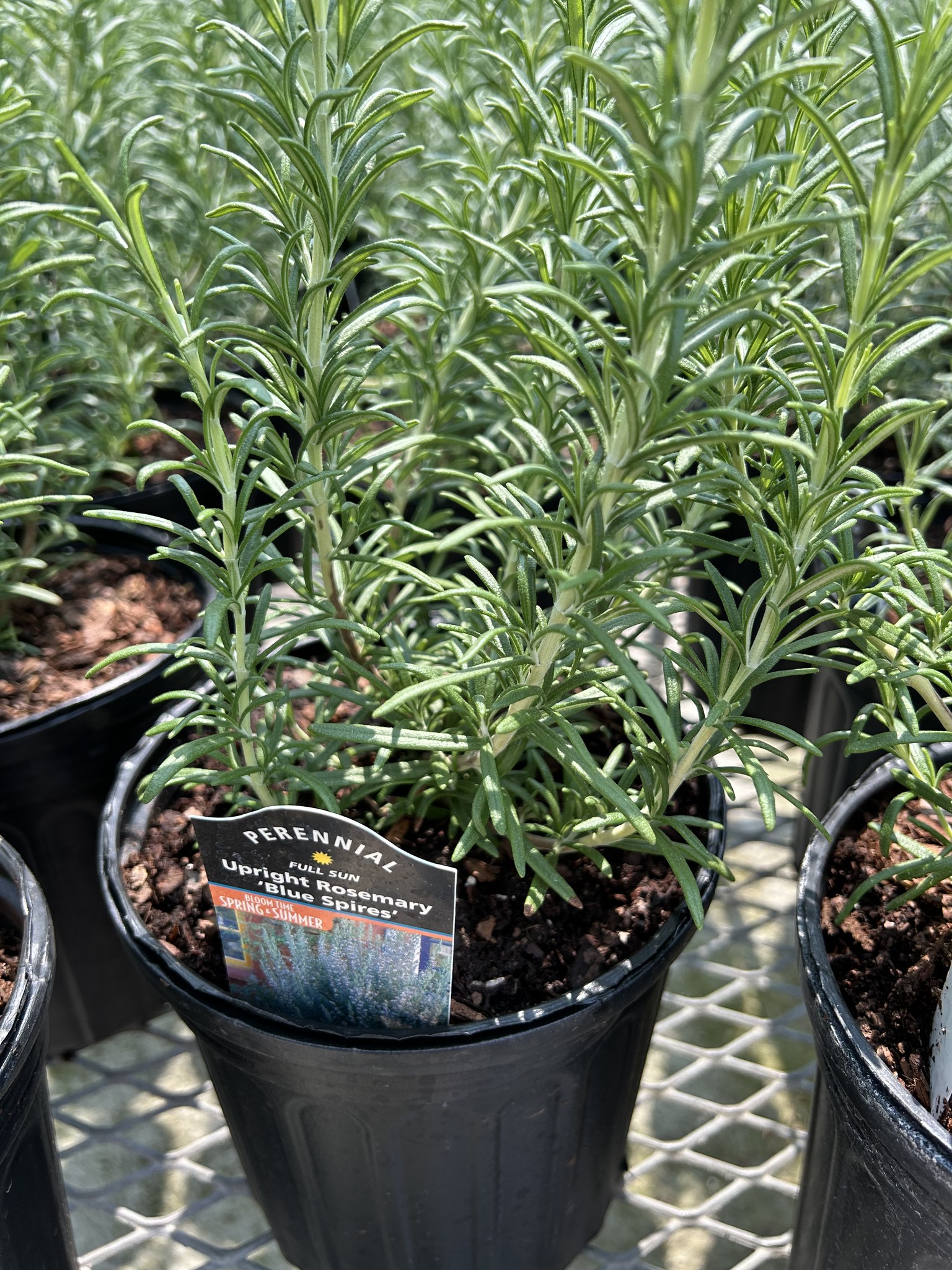 Discovering fragrant rosemary plants in zone 8