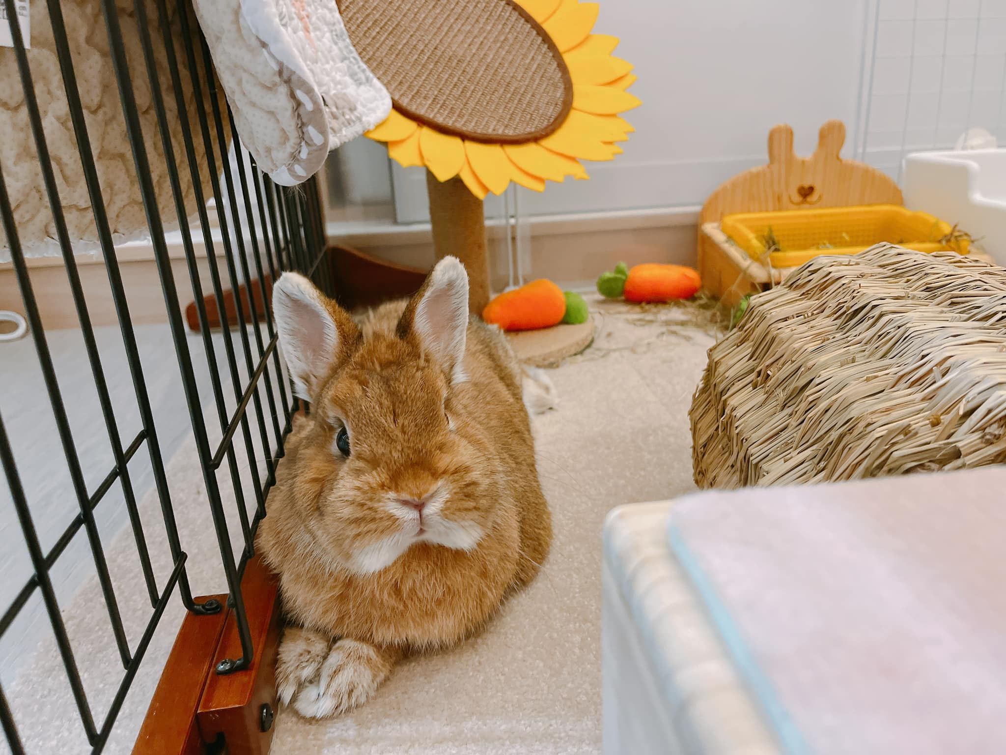 Rabbit 5 - 秀氣的一本正經🤭 #可可愛愛 #橘醬 #ミカンちゃん #うさぎ