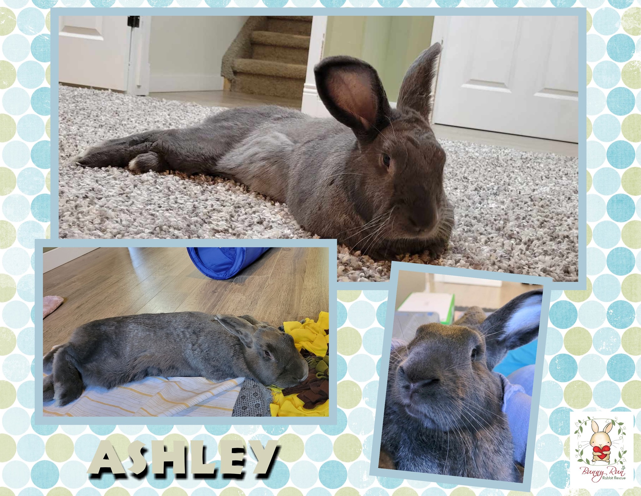 Beautiful Ashley is our big,... - Bunny Run Rabbit Rescue | Facebook