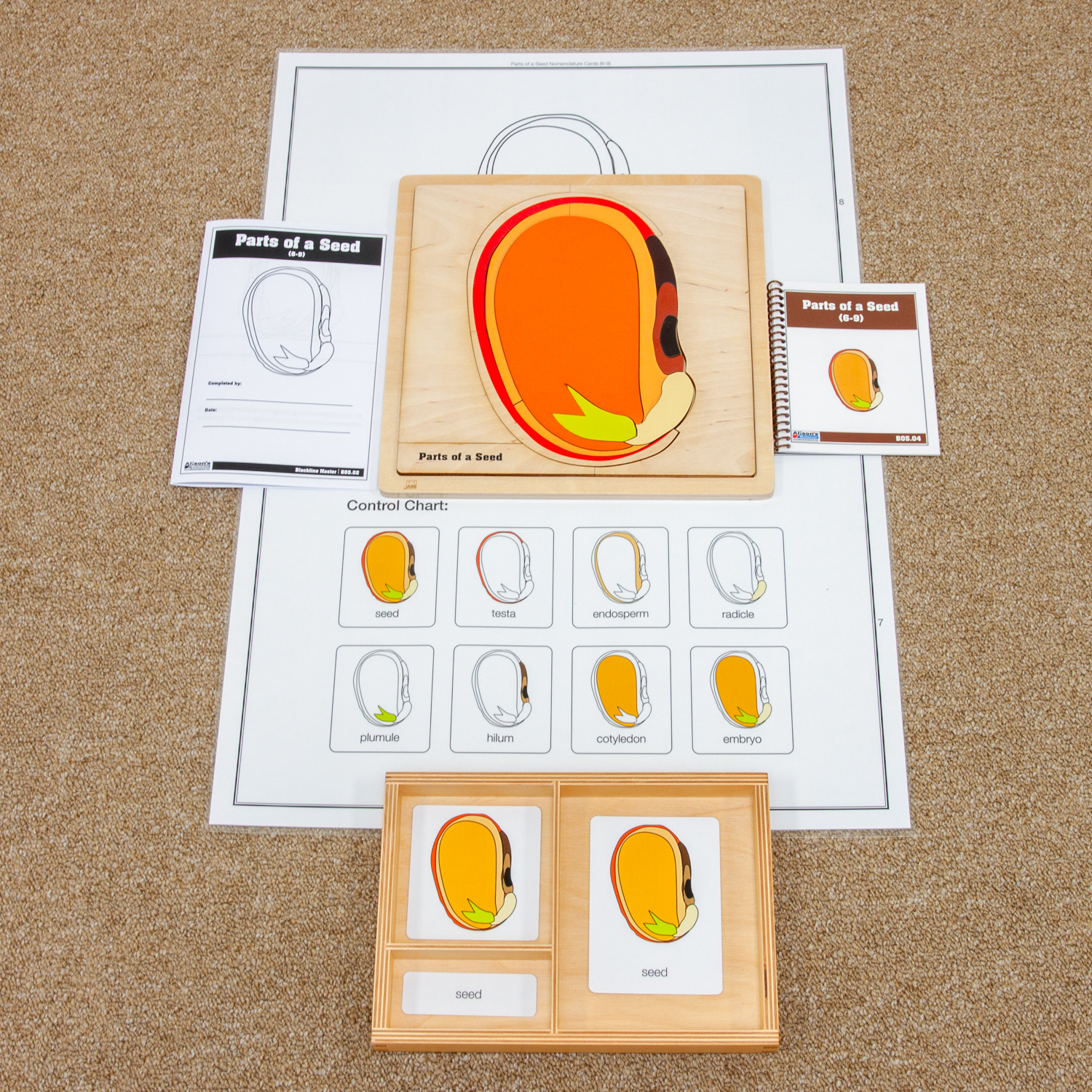 Parts of a Seed Puzzle with... - Alison's Montessori