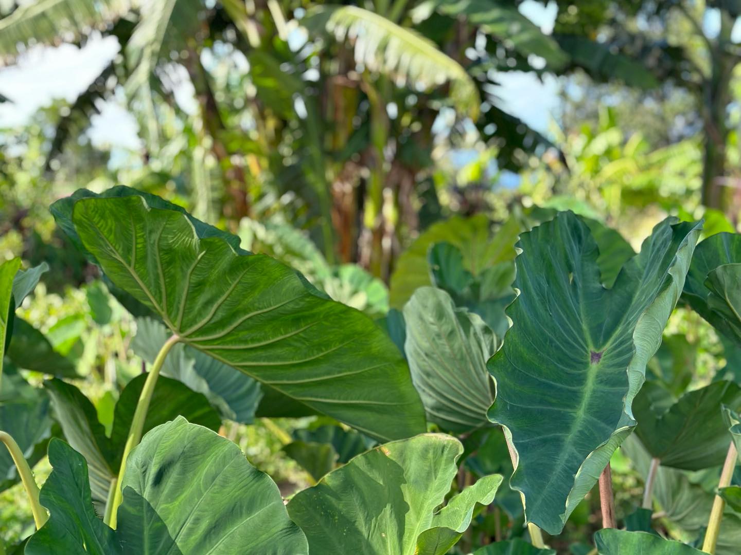 Maui Historical Society / Hale Hō'ikeʻike at the Bailey House - Our ...