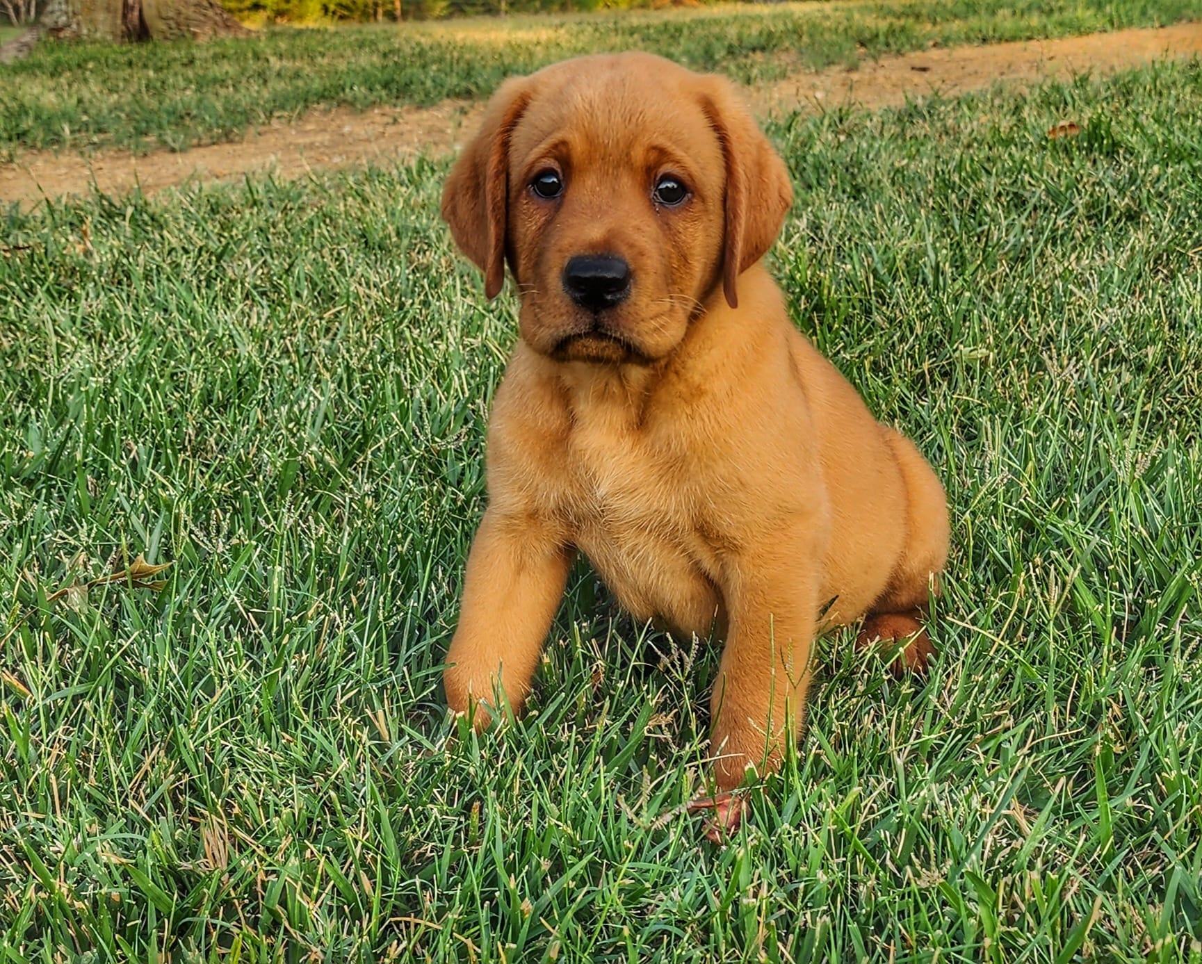 Ruby Jewel Labradors - Fox Red English Labradors