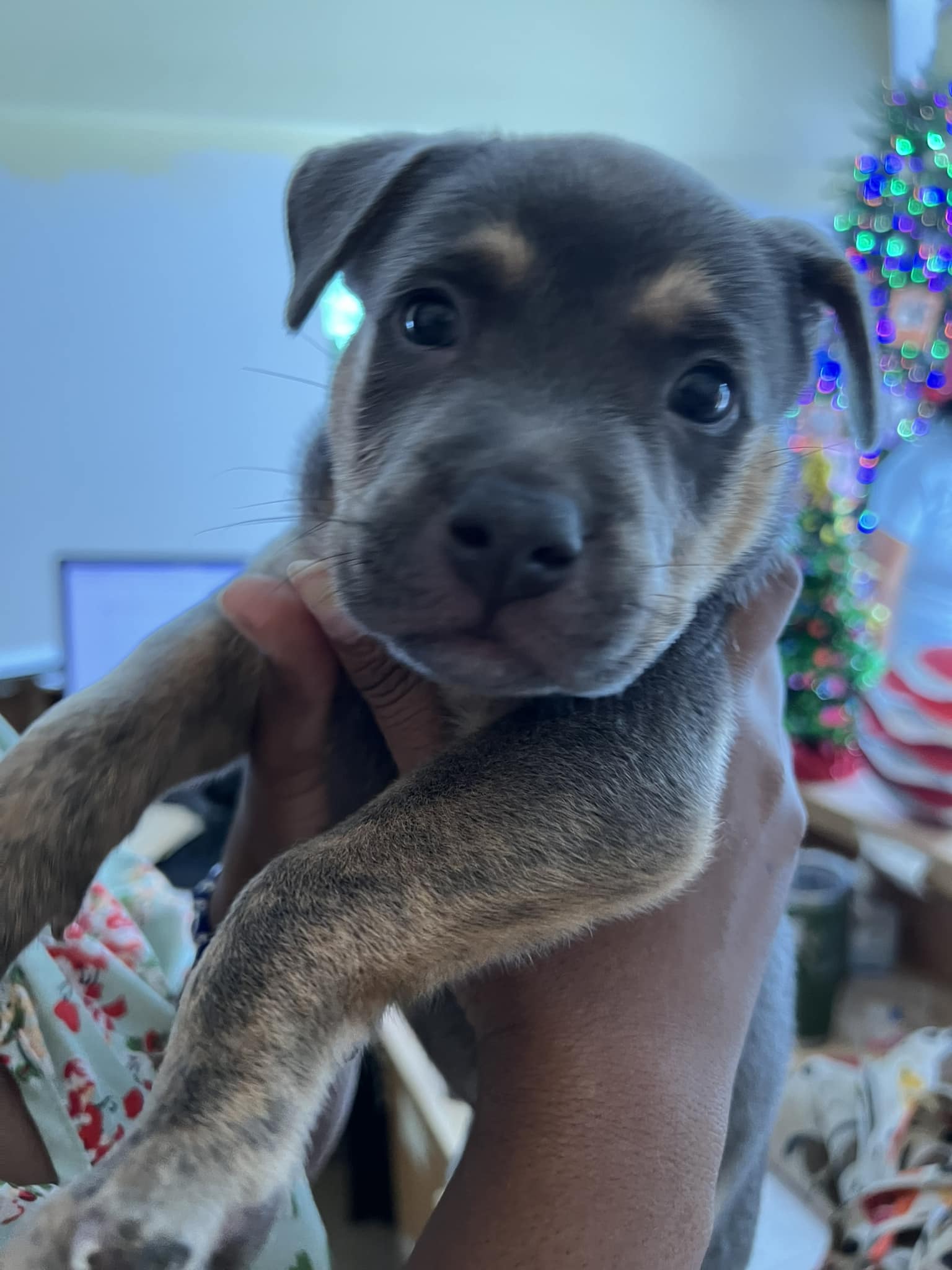 Very friendly dog... - Humane Society of St. Thomas USVI | Facebook
