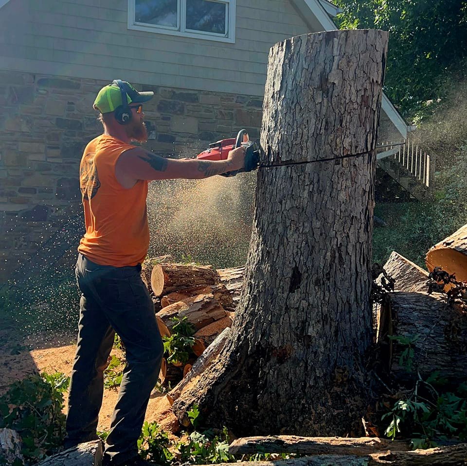 Riggins tree services