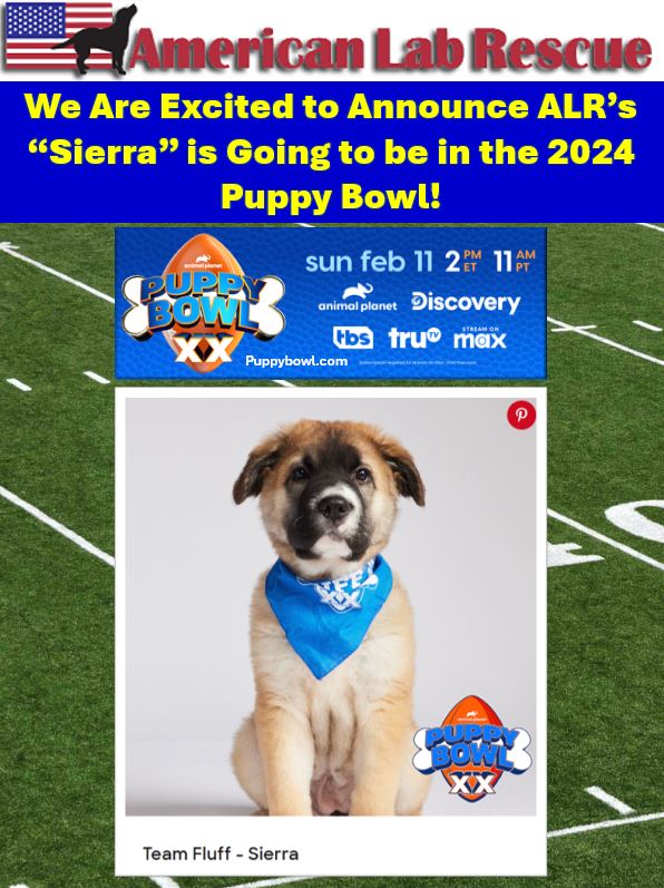 Pup-tacular Announcement! We... - American Lab Rescue (ALR)
