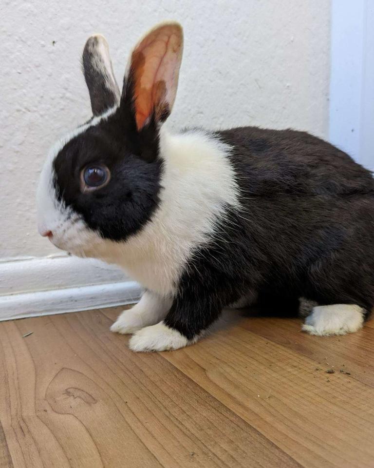 🌟 Presenting Reno, the dashing... - Bunny Bunch Rabbit Rescue
