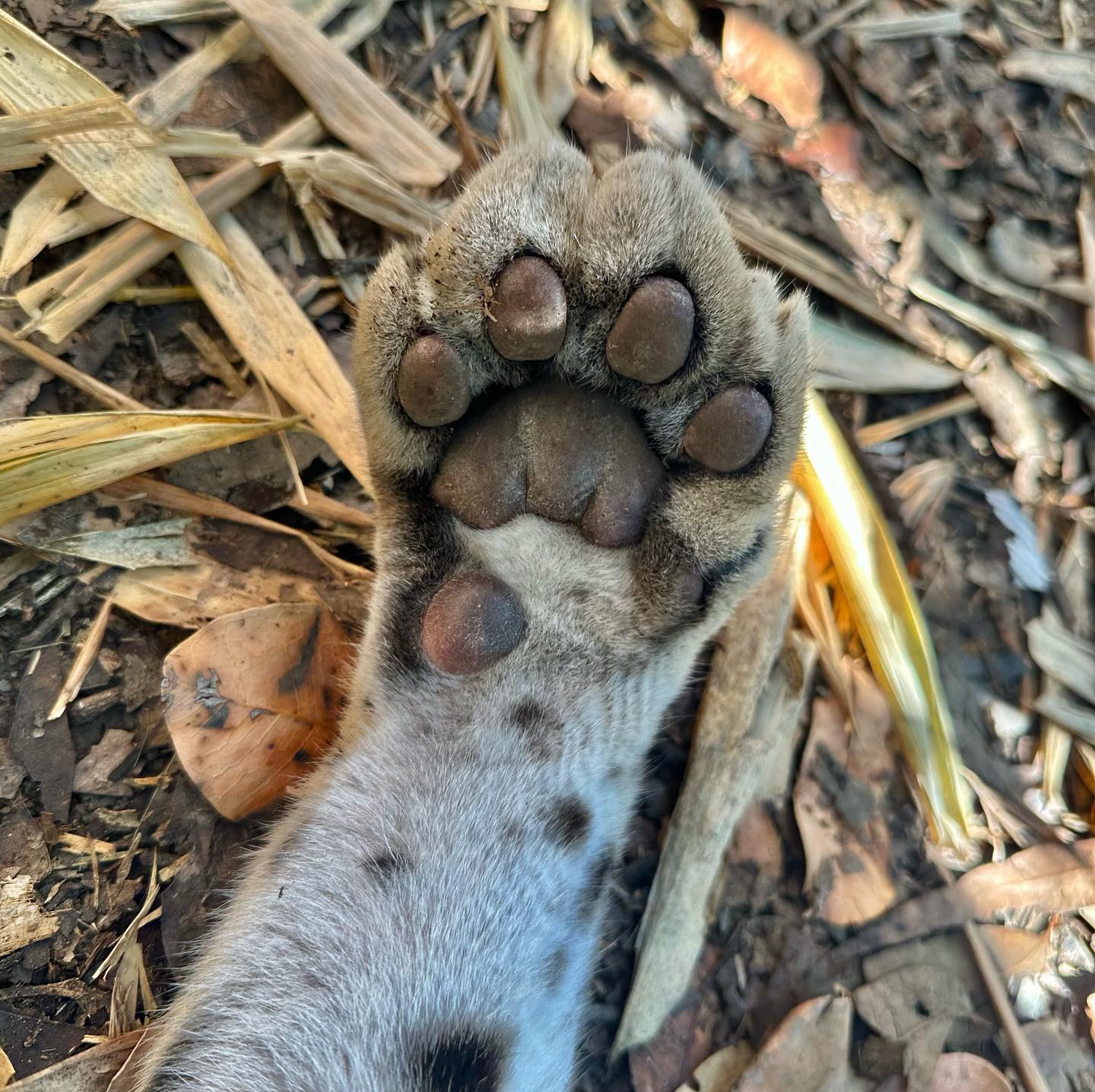 Wild - There’s nothing better than some Clouded Leopard toe beans!!! 😻 ...