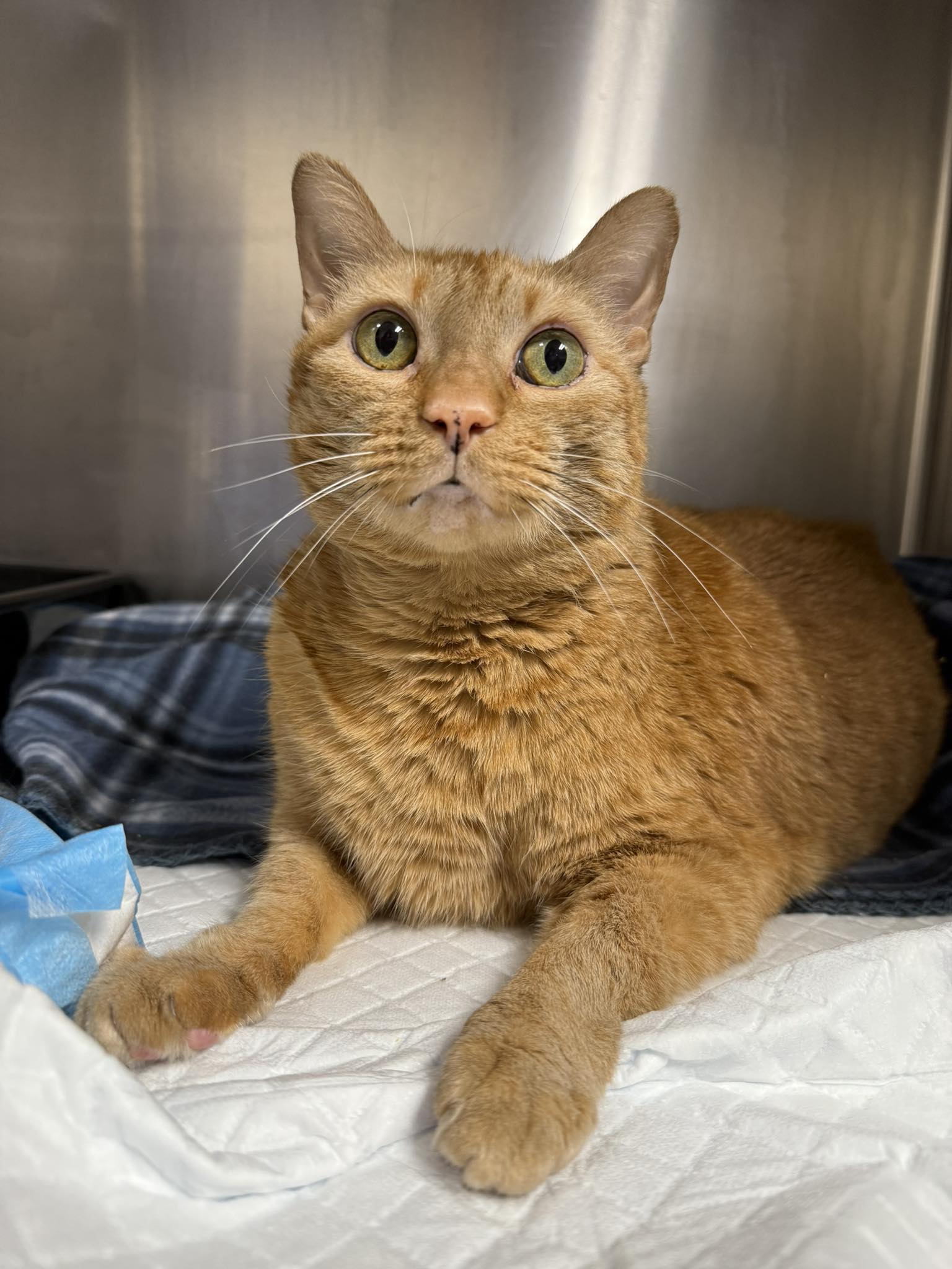 Rescue or... - Cumberland County, NC Animal Services | Facebook