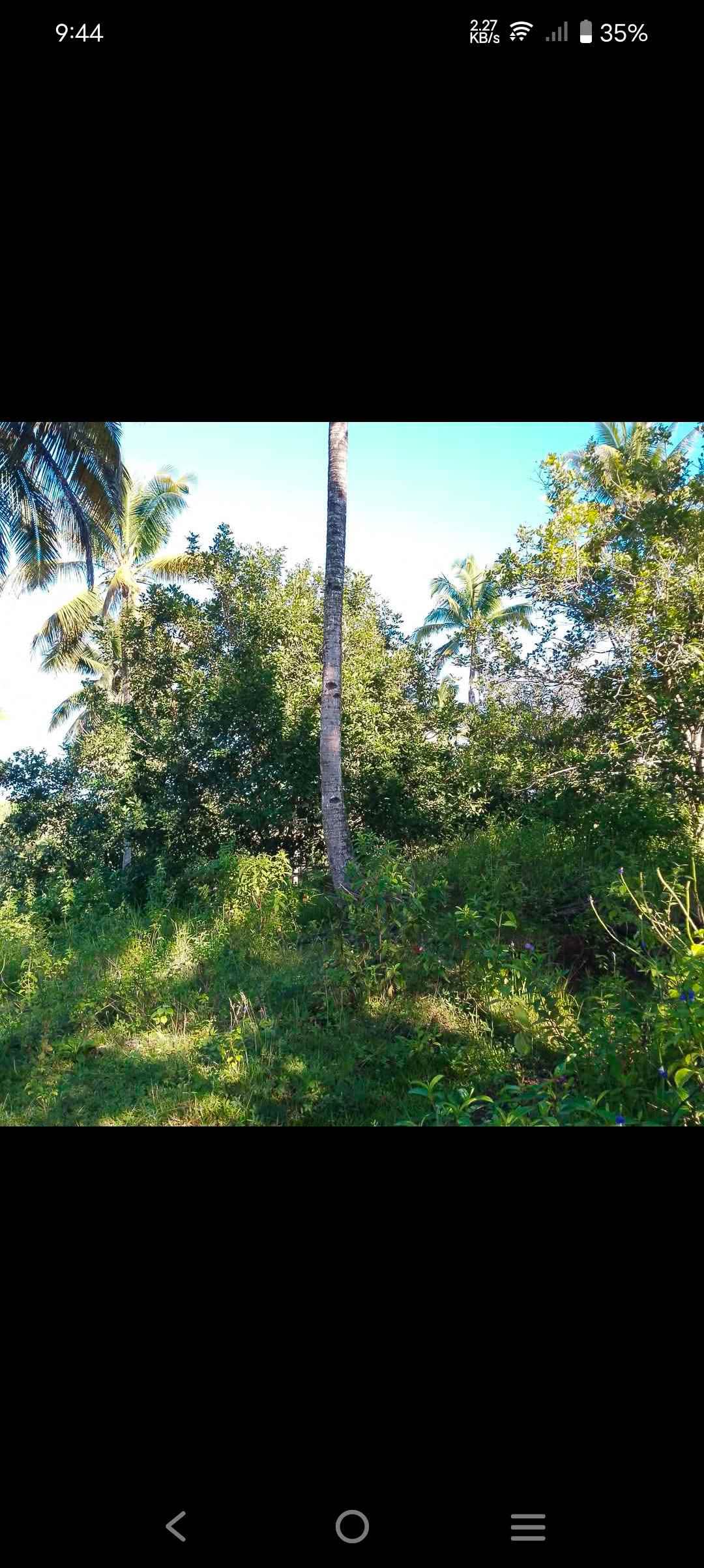4.2ektarya kalubi an Titulado Puno lubi - Property For Sale - Ramon ...