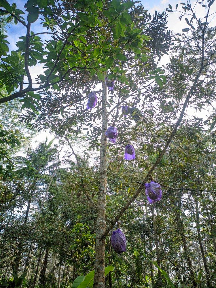 Pembibitan Buah... - Pembibitan Buah Unggul Blitar H. Mungin
