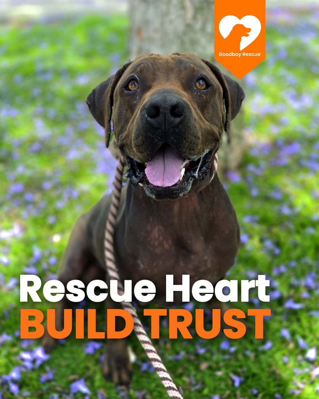 Goodboy.Rescue | Olmito TX