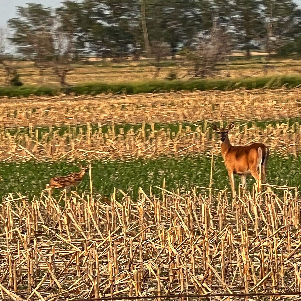 Always fun to see the babies.... - Pheasant Phun Inc. | Facebook