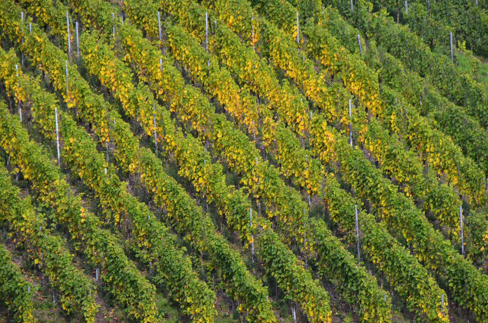 Riesling-Liebe