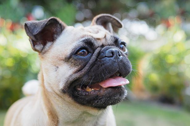 Dogz Rule Corvallis | Corvallis OR