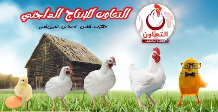 التعاون لإنتاج الداجني