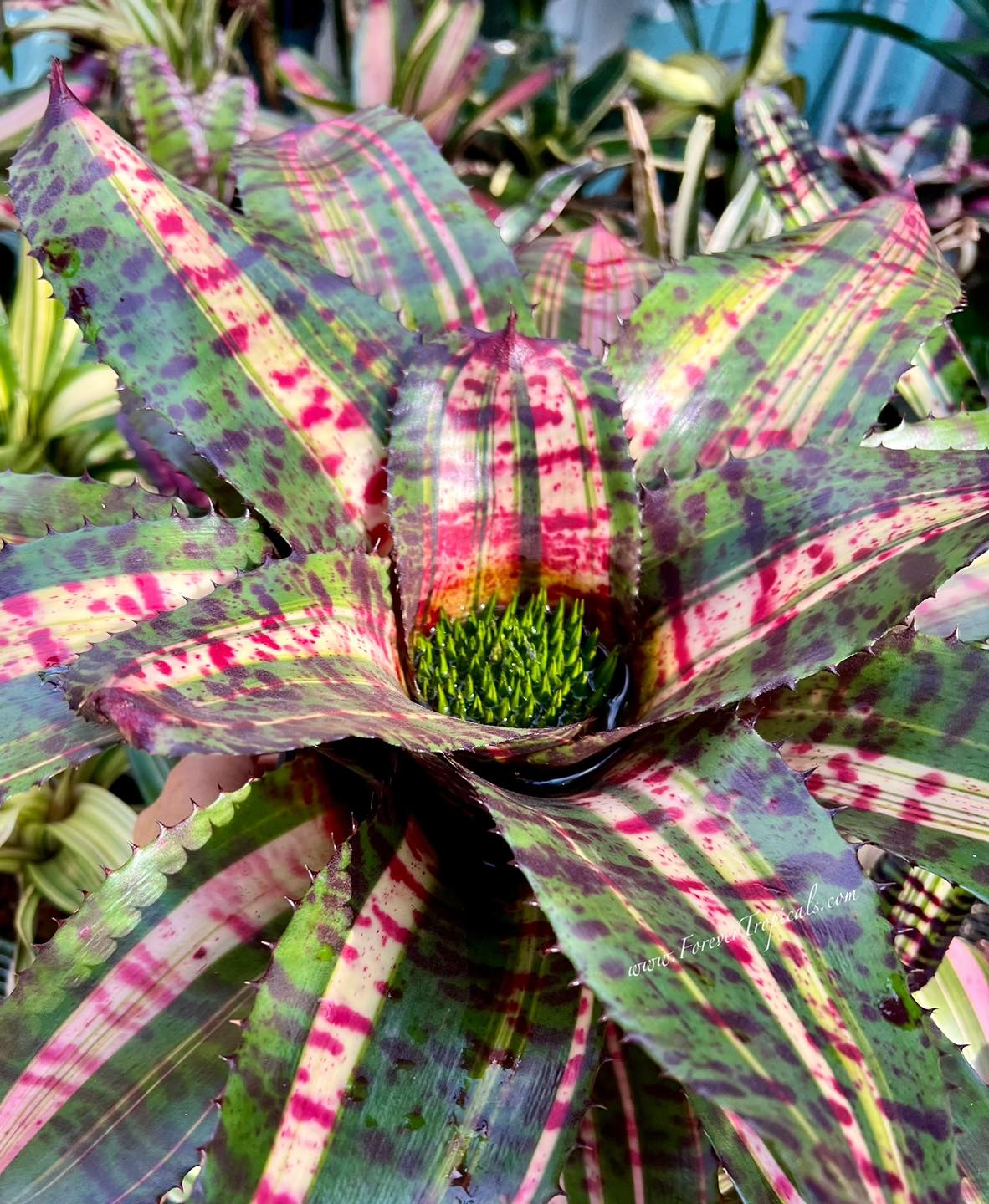 Neoregelia 'Hyena' bromeliad from Otto Bromeliads