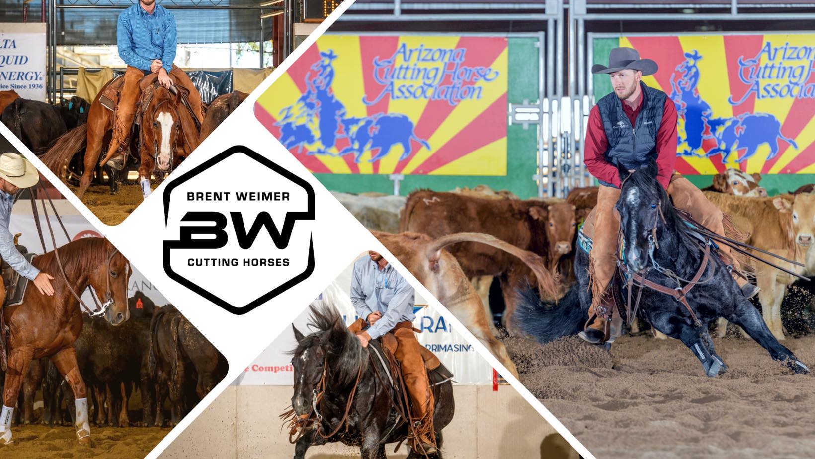 Twisted Bit Performance... - Twisted Bit Performance Horses