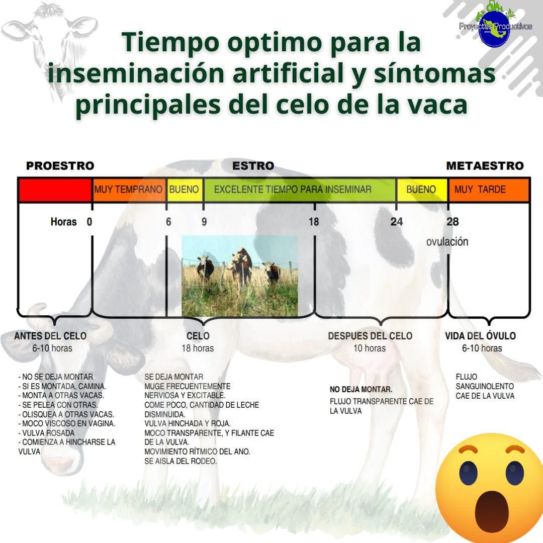 Proyectos - 🐮🐄Tiempo optimo para la inseminación artificial en 🐮🐄 El ...