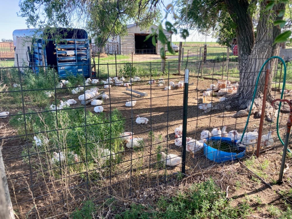 Flock Yeah Free Range Poultry | Champion NE
