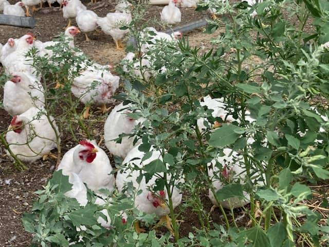 Flock Yeah Free Range Poultry | Champion NE