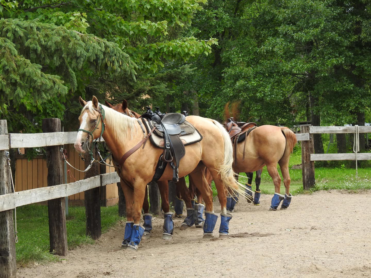 Outback Trail Rides