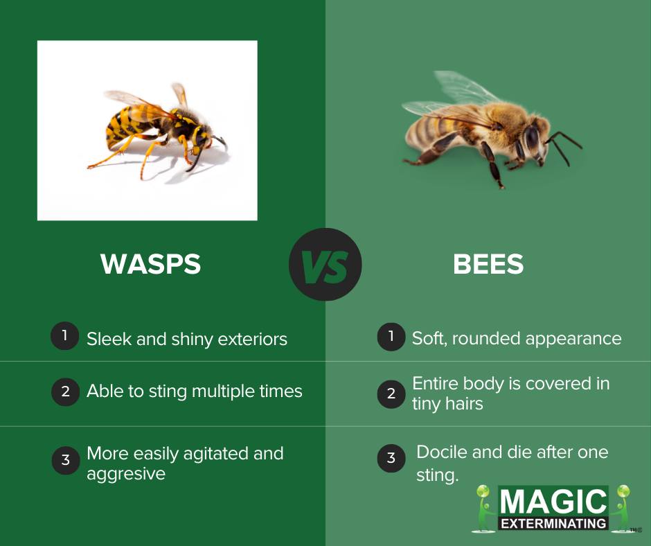 It is peak season for stinging pests... - Magic Exterminating