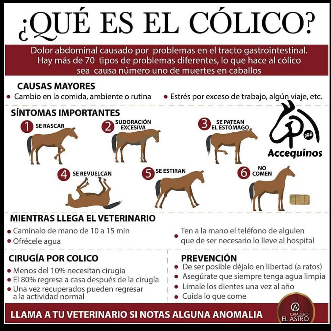 📢¿Sabes qué es el cólico? . .... - Caballos de Deporte | Facebook