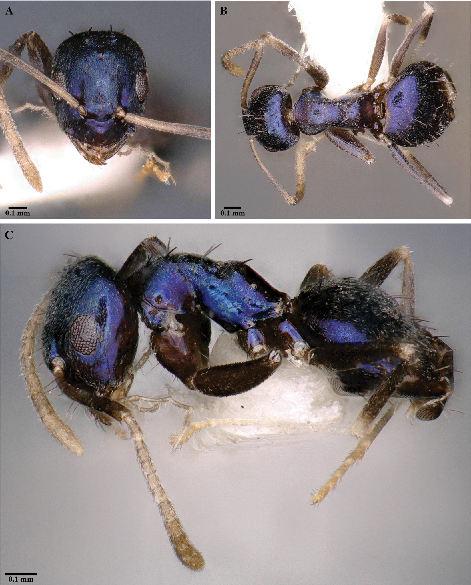 A remarkable new species of... - Hymenoptera Research