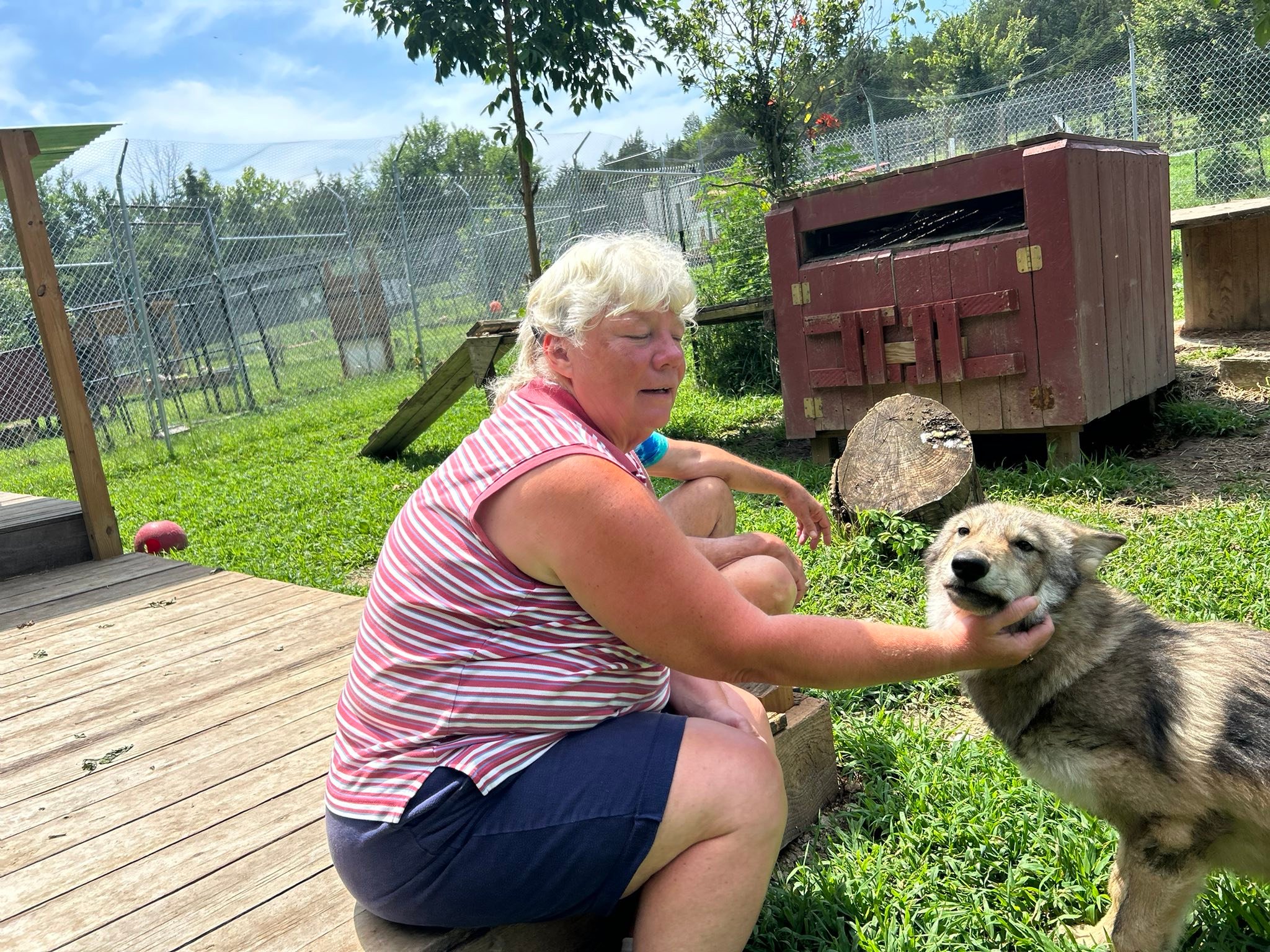 Red... - Red Riding Hood Rescue Project - a wolfdog rescue