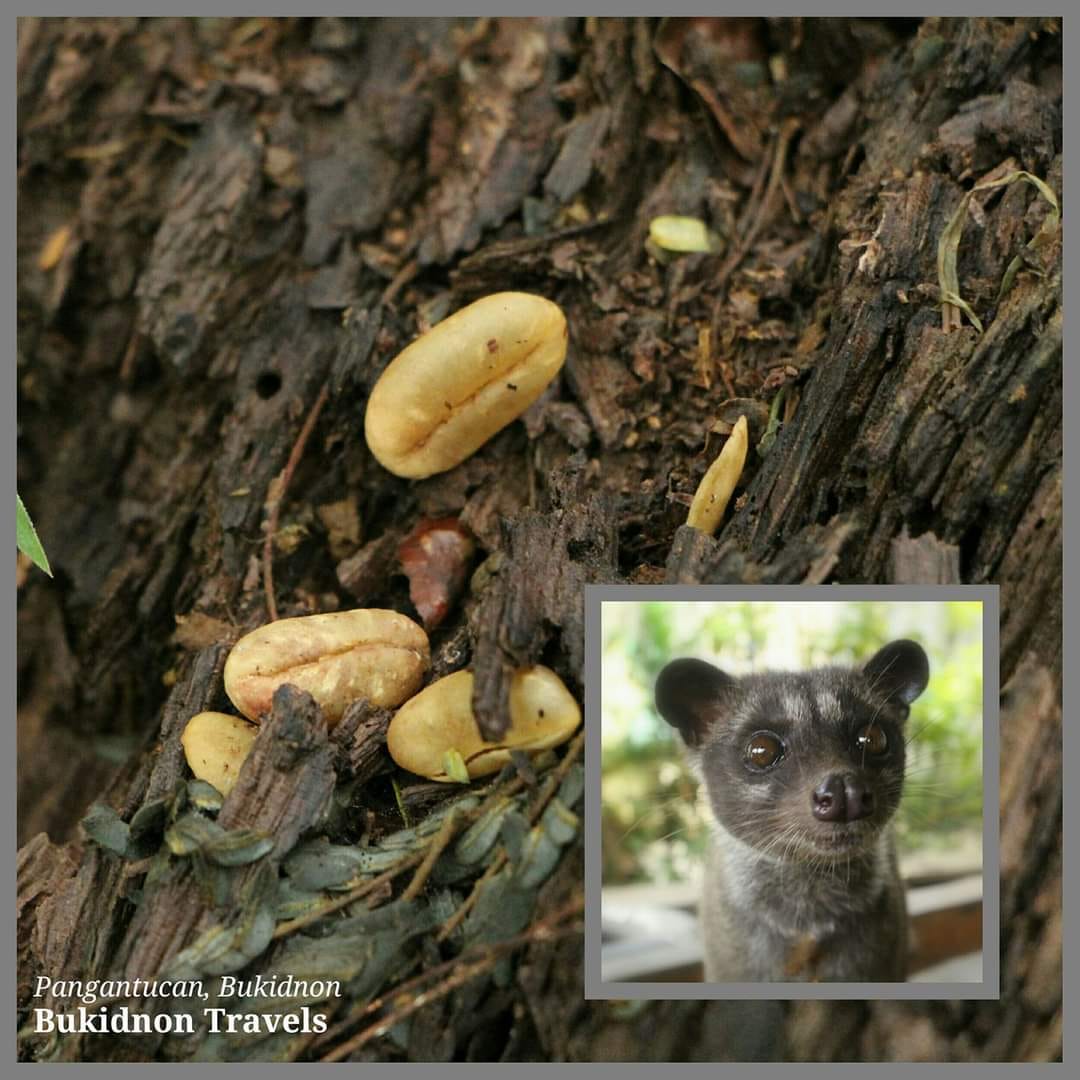 KAPE MUSANG.. Did you know? The World's Most Expensive Coffee
