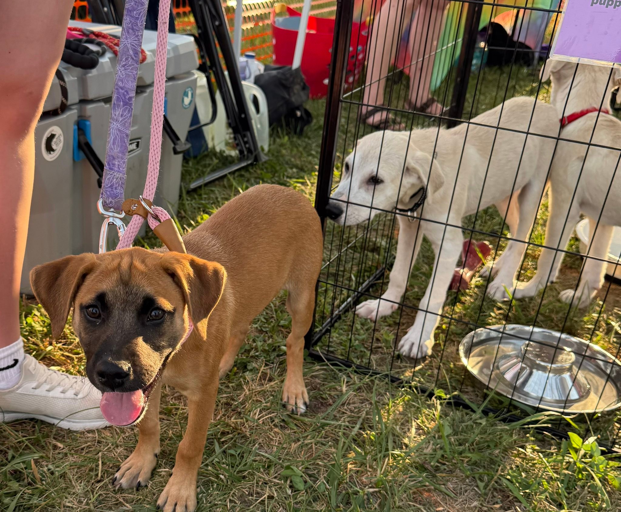 Project Hope... - Project Hope Animal Rescue Foundation
