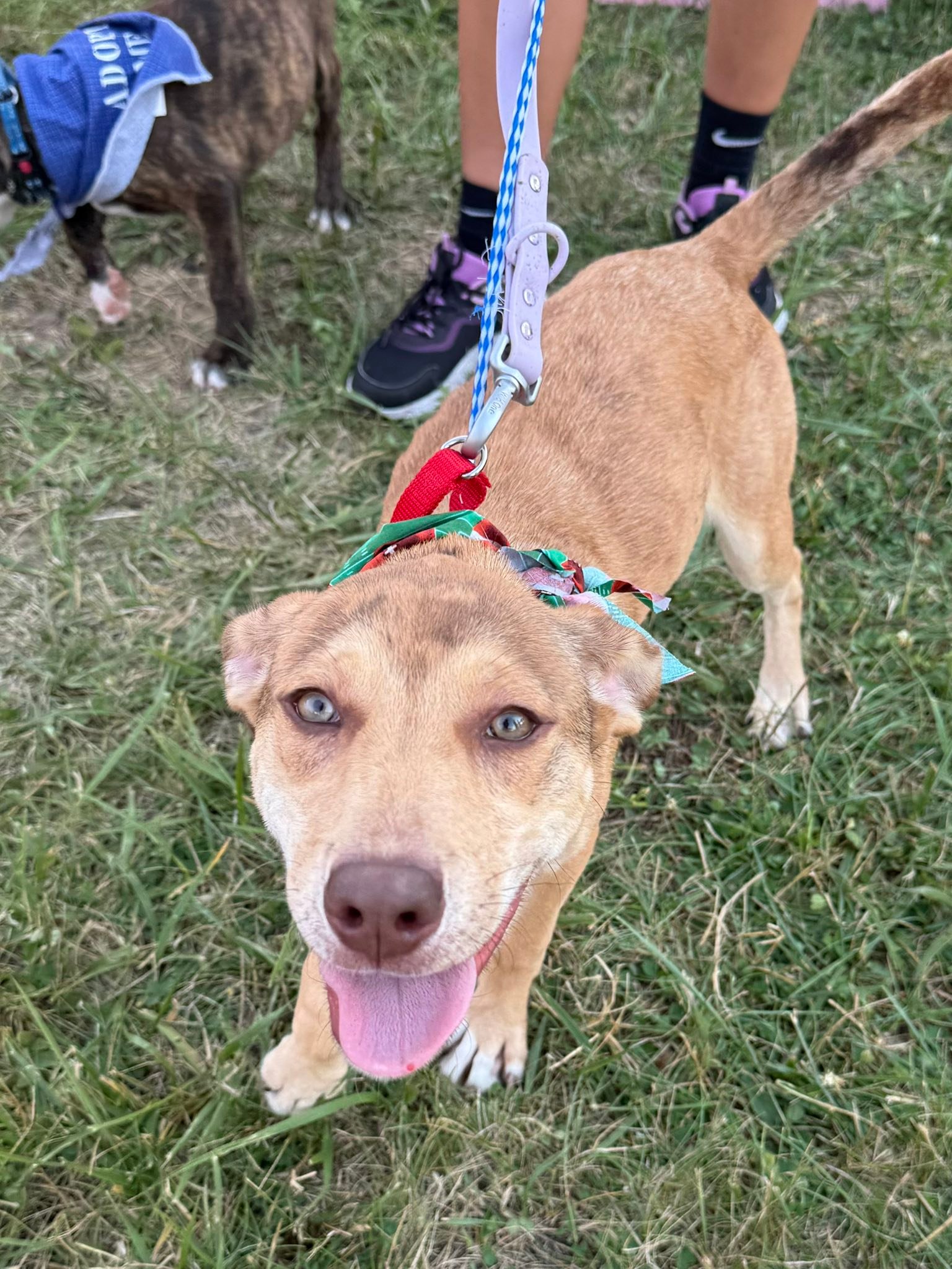 Project Hope... - Project Hope Animal Rescue Foundation