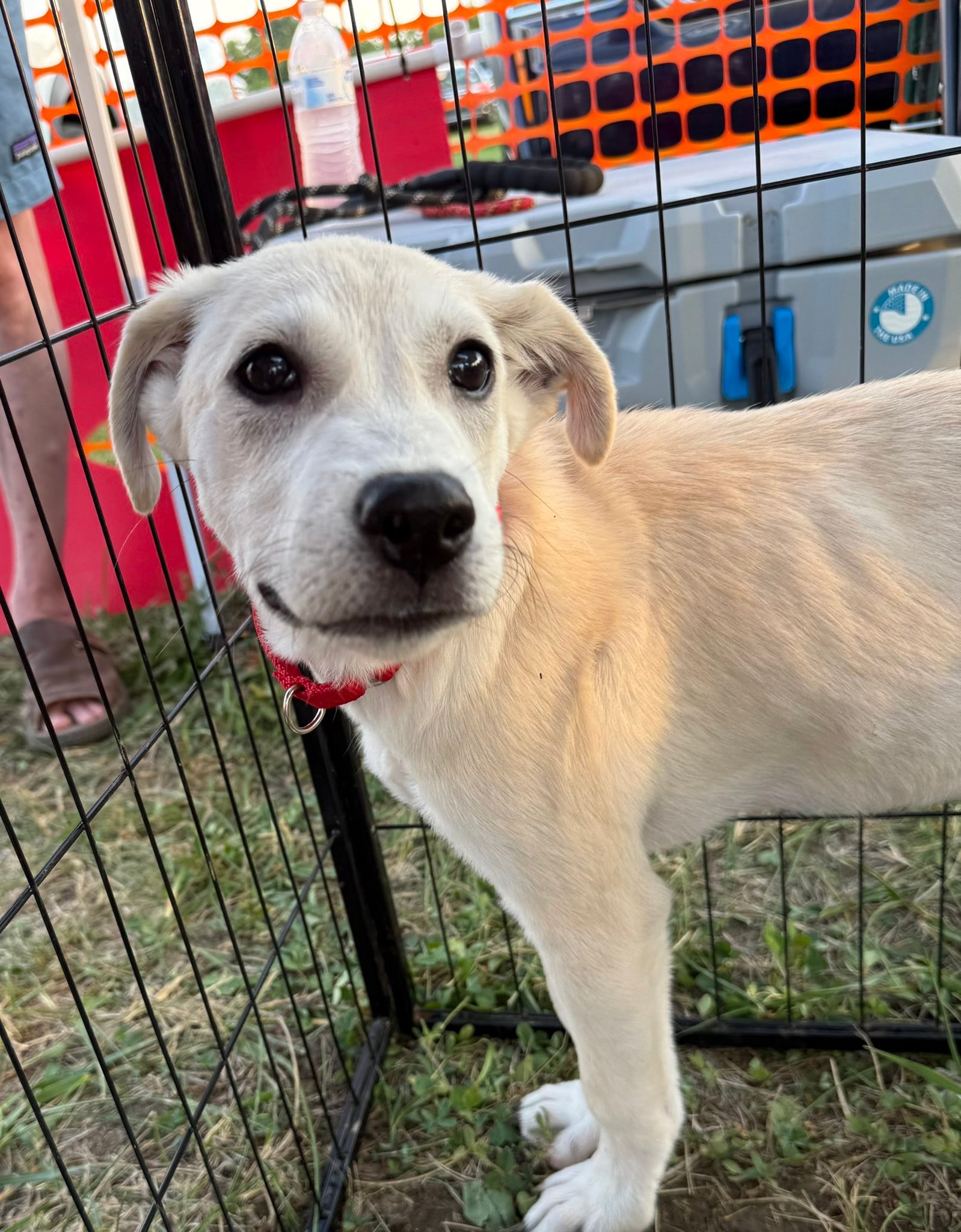 Project Hope... - Project Hope Animal Rescue Foundation