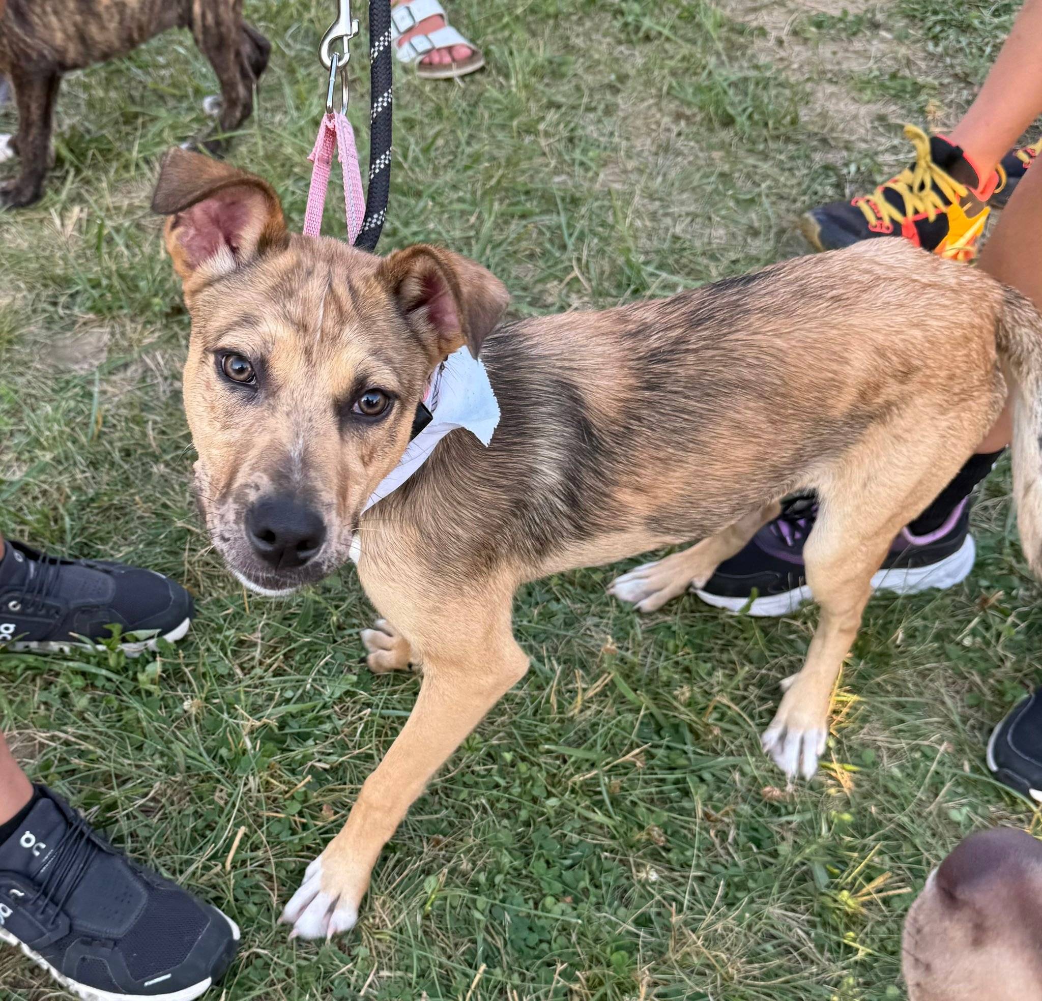 Project Hope... - Project Hope Animal Rescue Foundation