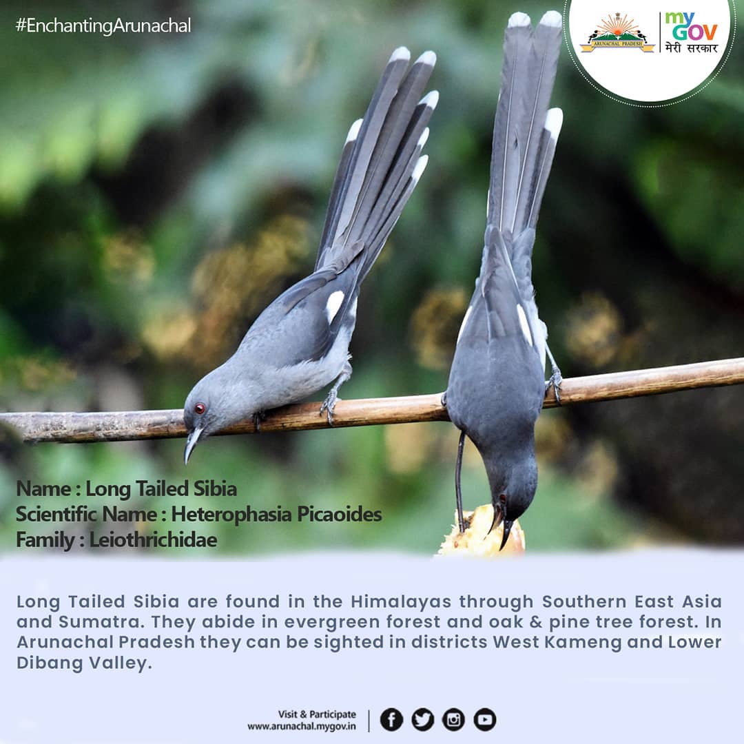 Long Tailed Sibia lack the... - MyGov Arunachal Pradesh