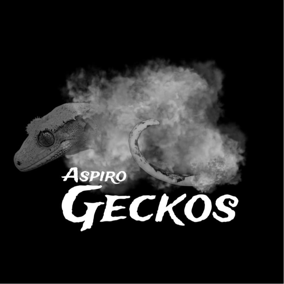 Aspiro Geckos