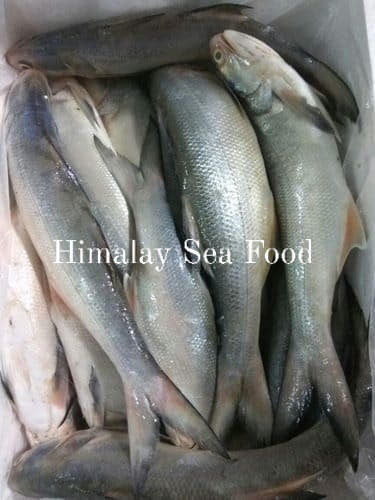 Himalay Sea Food - হিমালয় সী ফুড | Chittagong