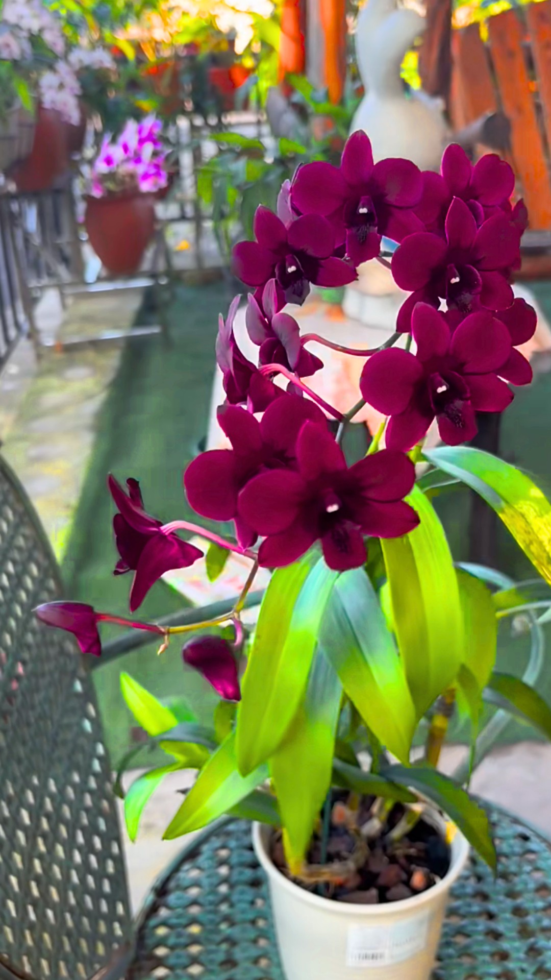 Puple jade dragon 接木苗 jade Puple 接木苗 dragon