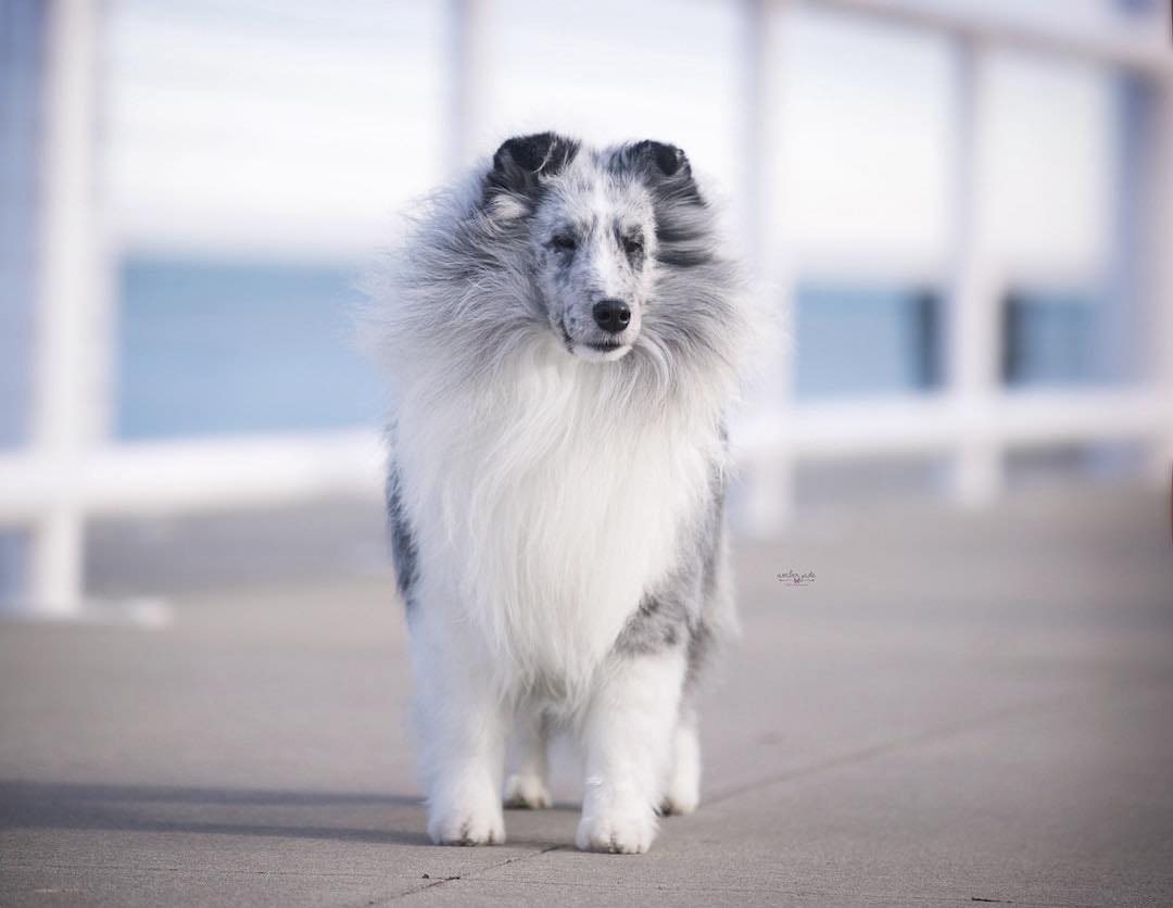 North Roe Shetland Sheepdogs