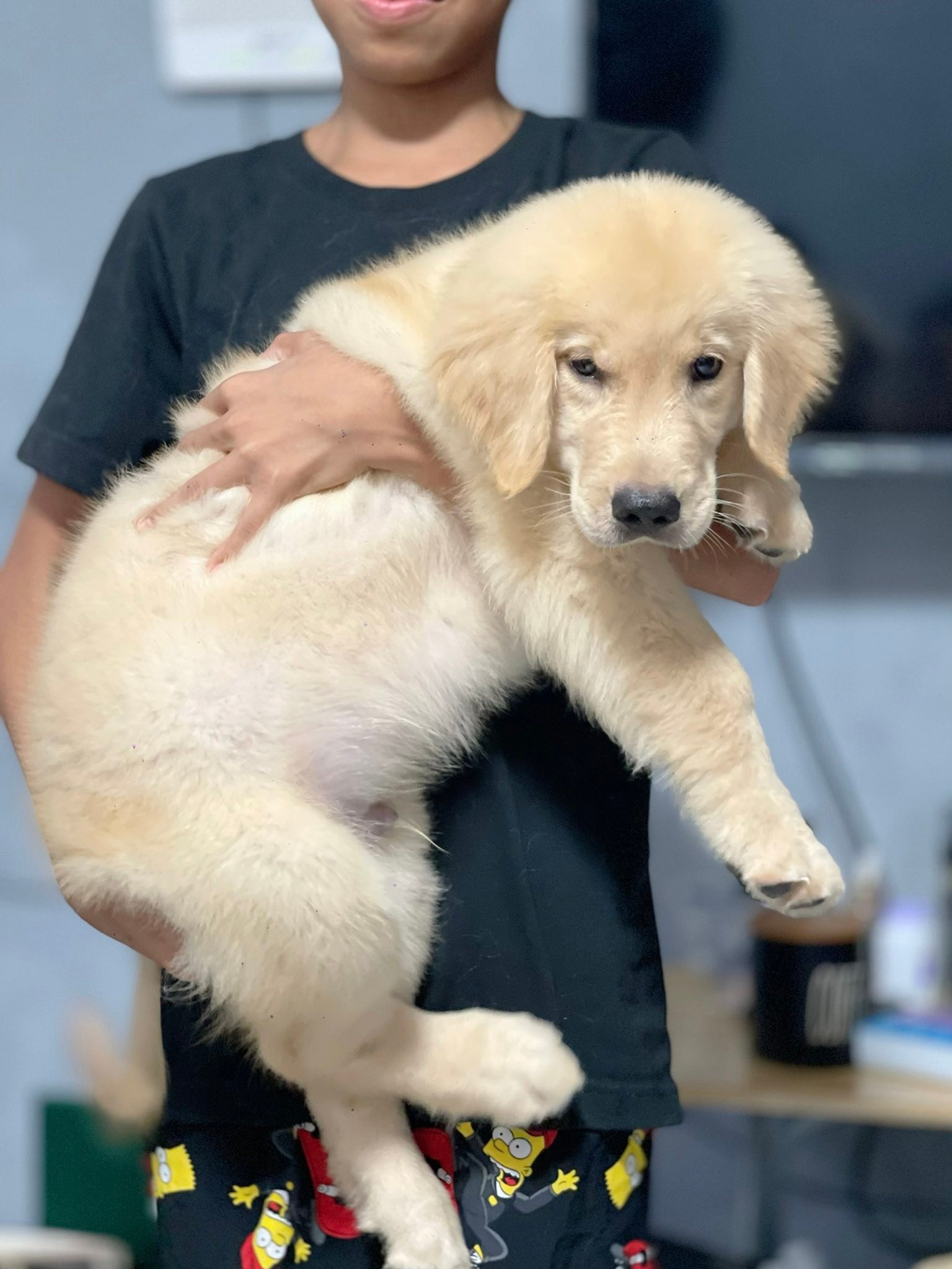 Golden Retriever Manila - Official | Mlaki msyado s 2mos knin nyo na ...