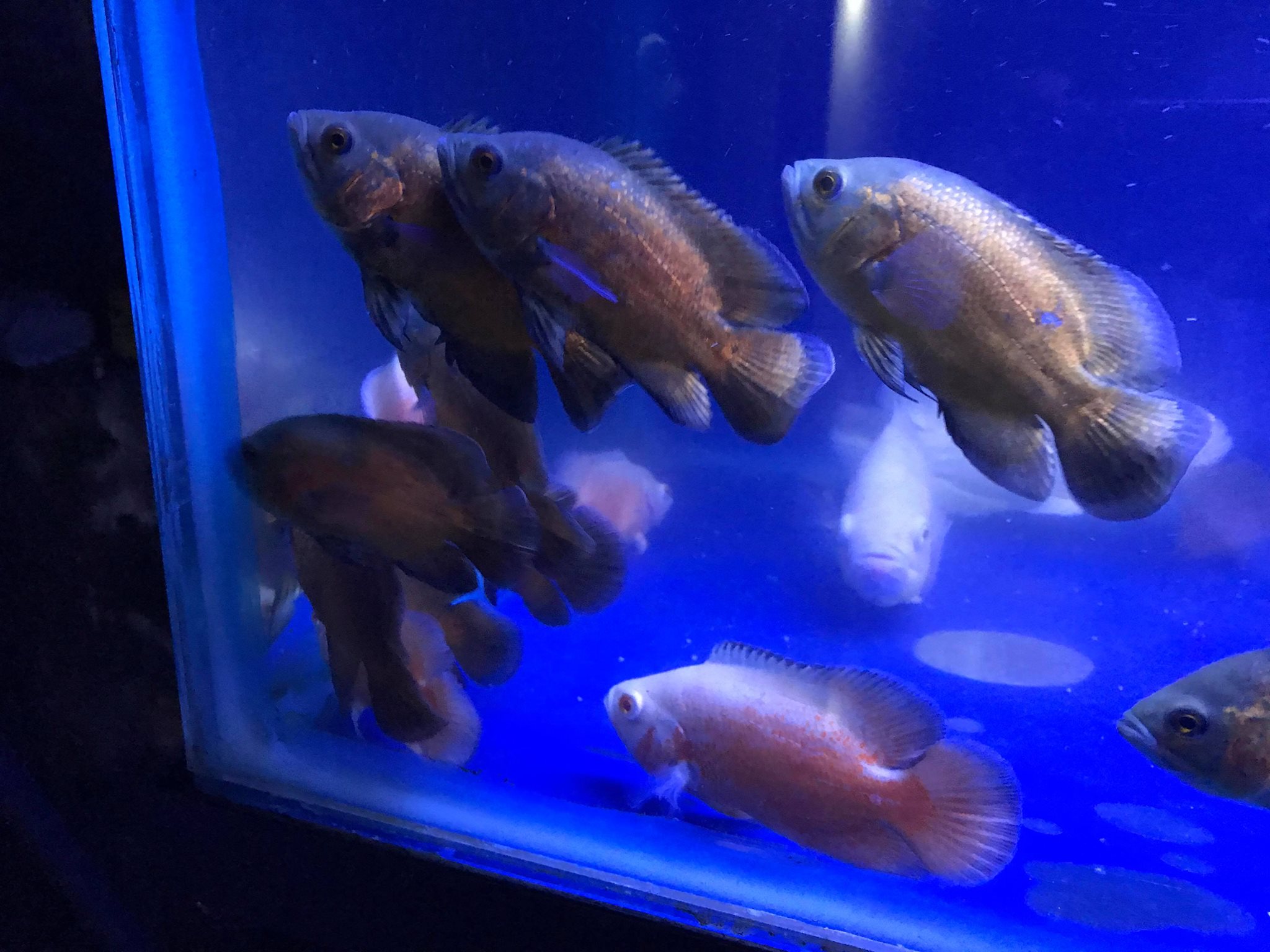 Oscar Fish Ragama