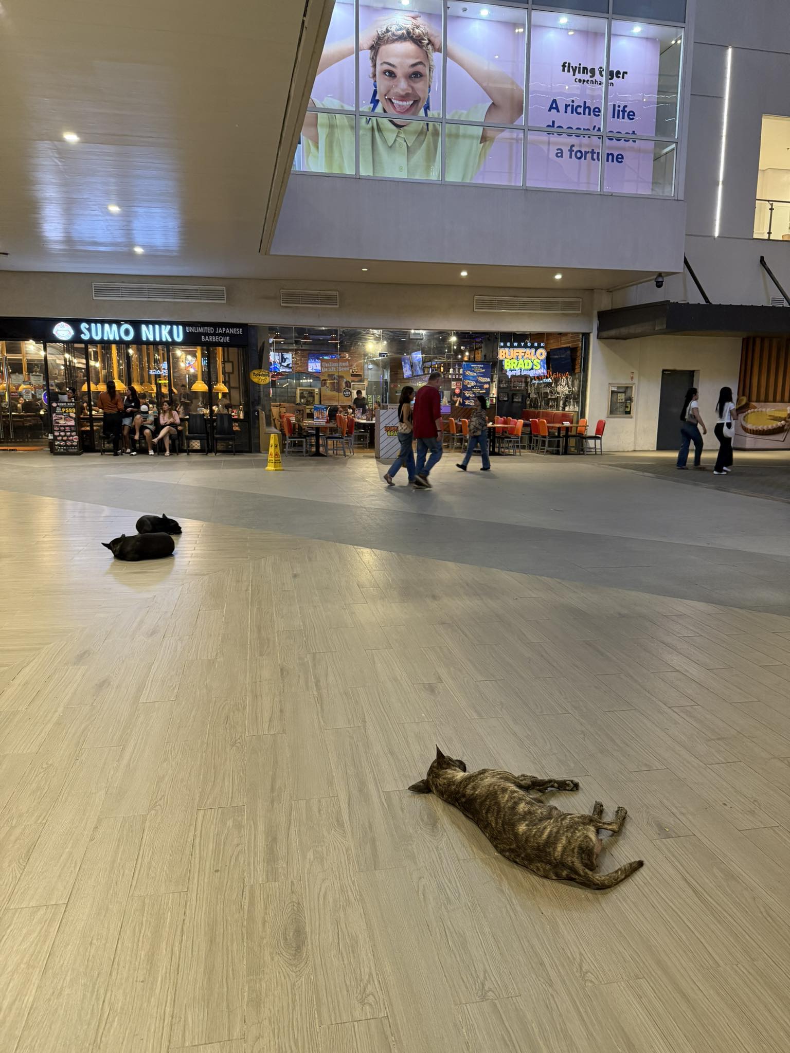 Project - Strays co exist well with hoomans here in Cebu. We can do it ...