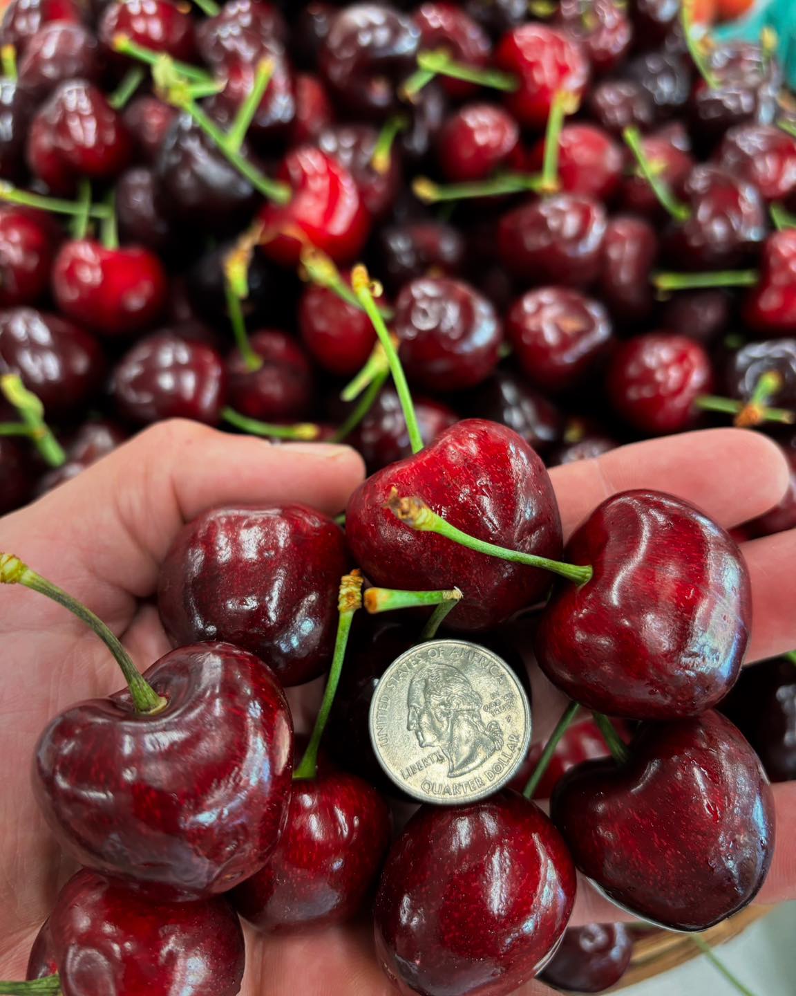 ❤️ New arrival 🇨🇦🍒Cherry Canada 🍒🇨🇦 Size Jumbo (8