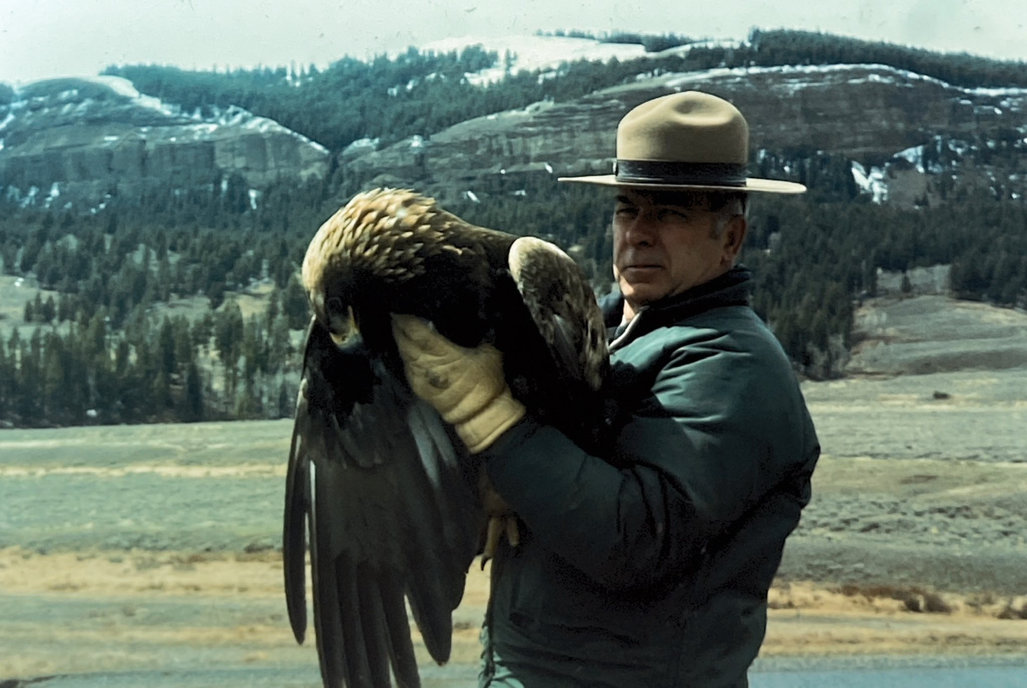 🦅 A Hidden Chapter of Yellowstone... - The REAL Yellowstone | Facebook