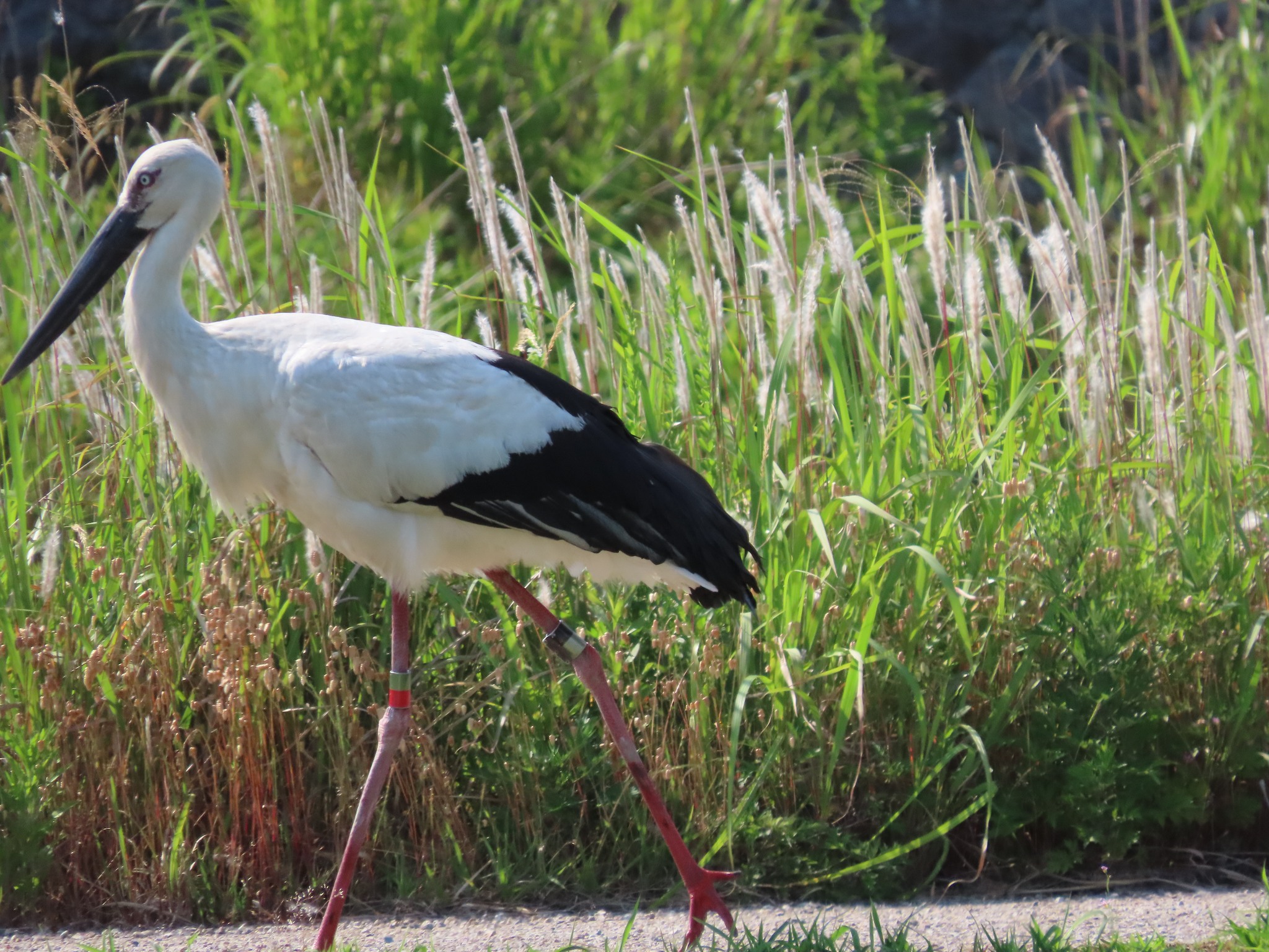 日本コウノトリの会 - 日本コウノトリの会 added a new photo