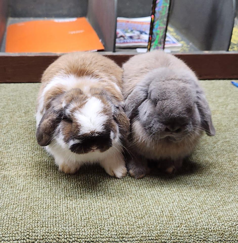 Keppy's Rabbits | Albion PA