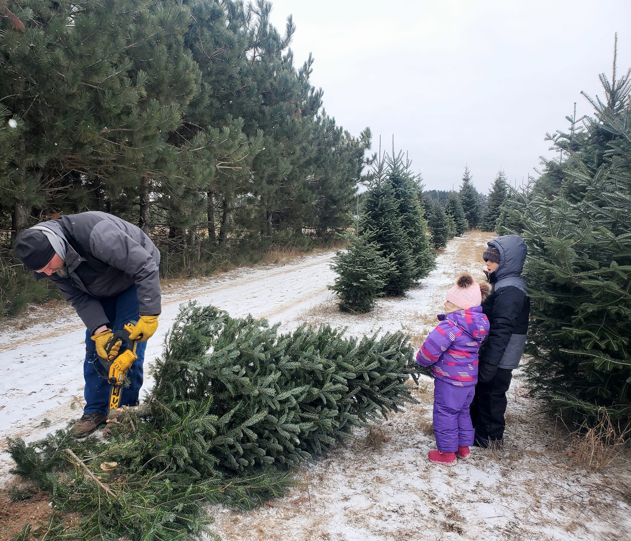 Frye Tree Farm | Hinckley MN