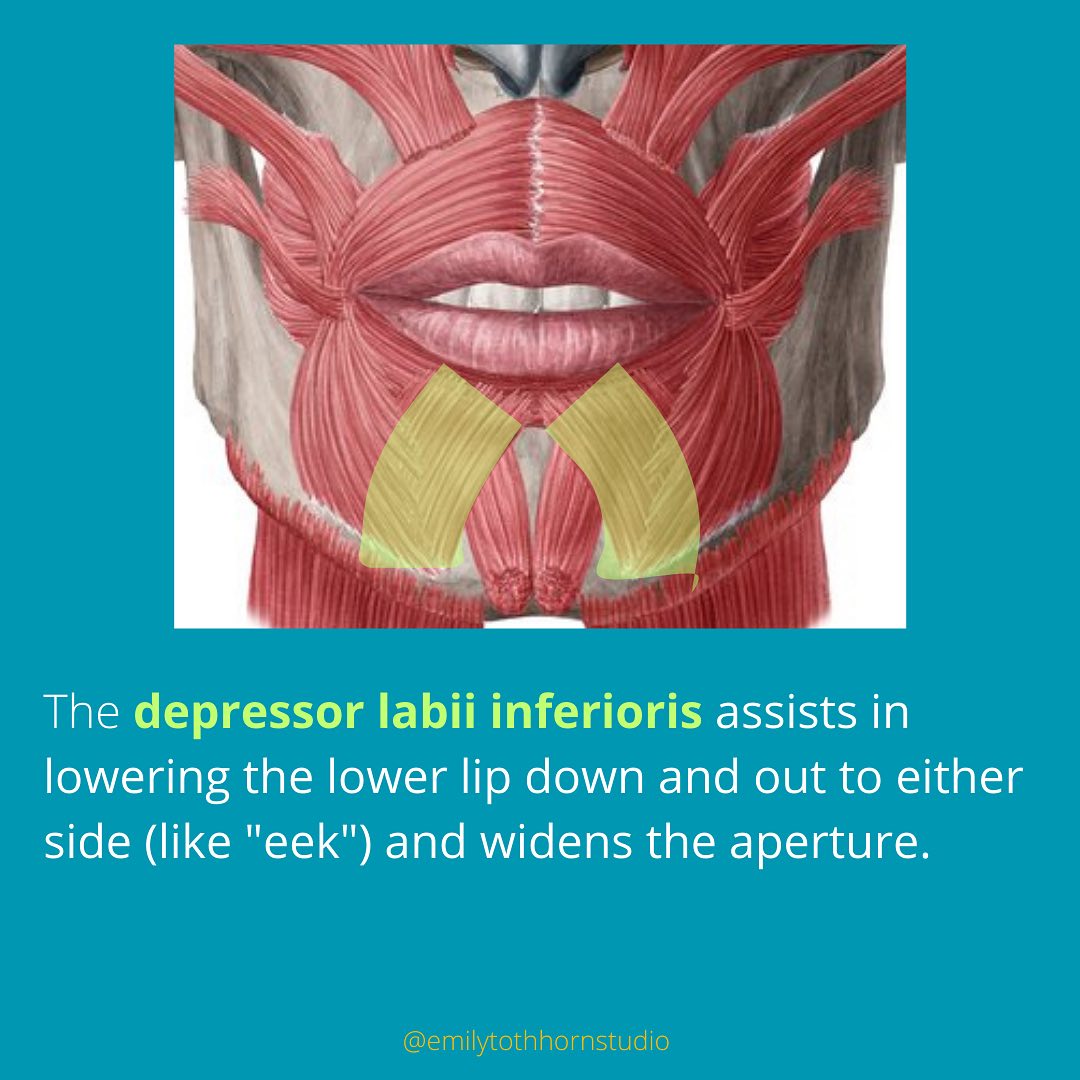 BRASS ANATOMY 101: The Lower Lip Muscles! 👄 In this post, we’re ...