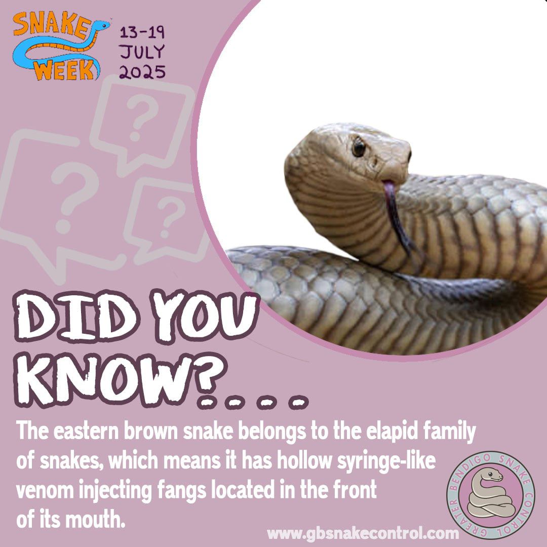 Snake Week facts! Snake... - Greater Bendigo Snake Control | Facebook
