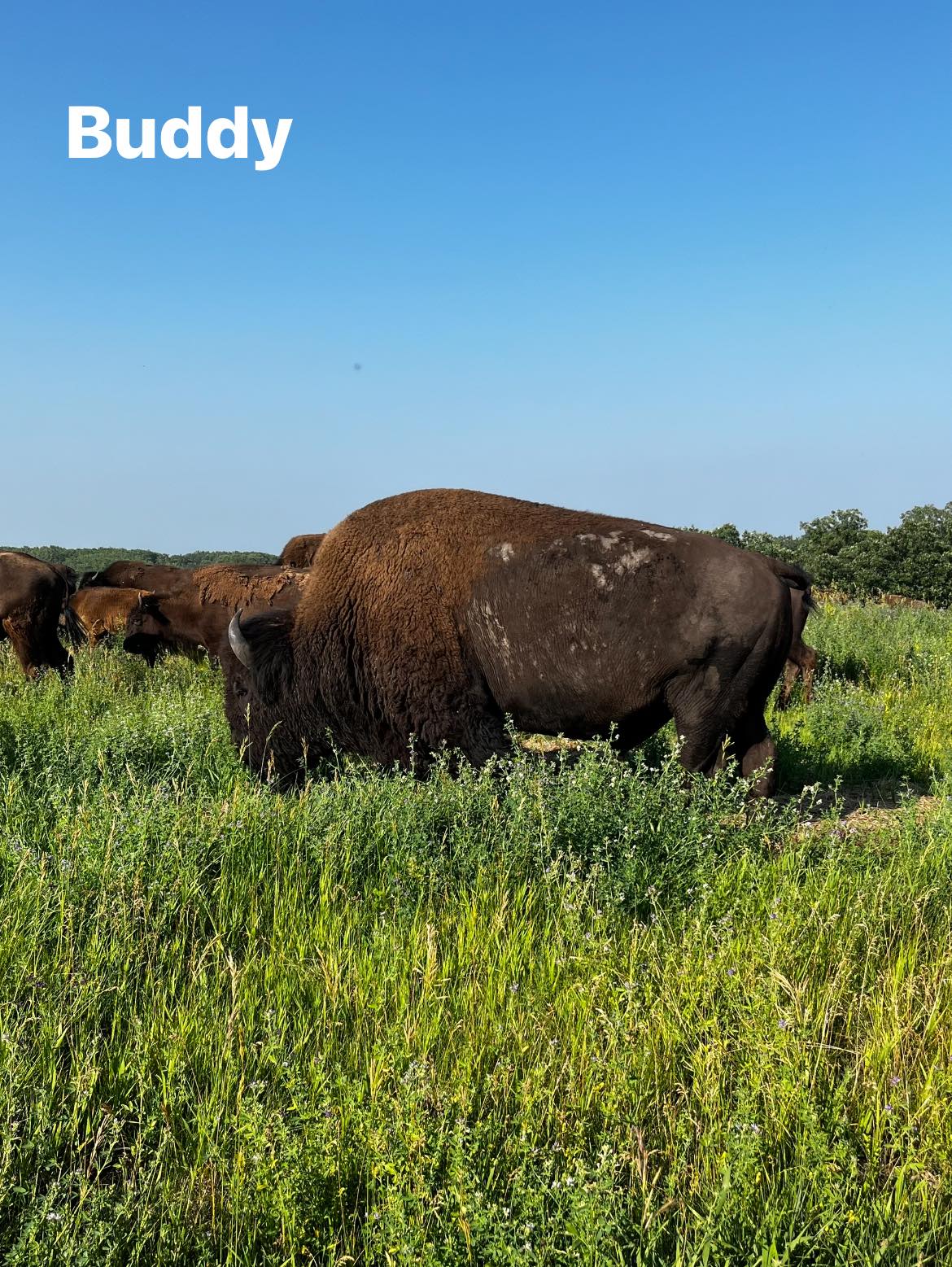 Meet the new bull line up for... - Little Rock Bison Ranch | Facebook